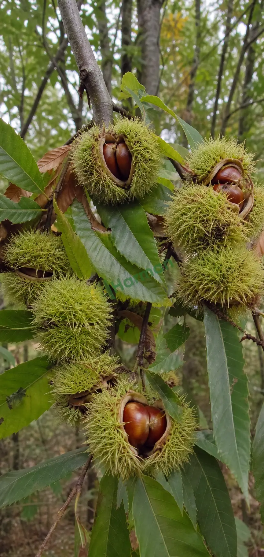 Kestane istiyorum