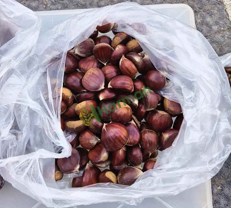Kestane kazdağlarindan