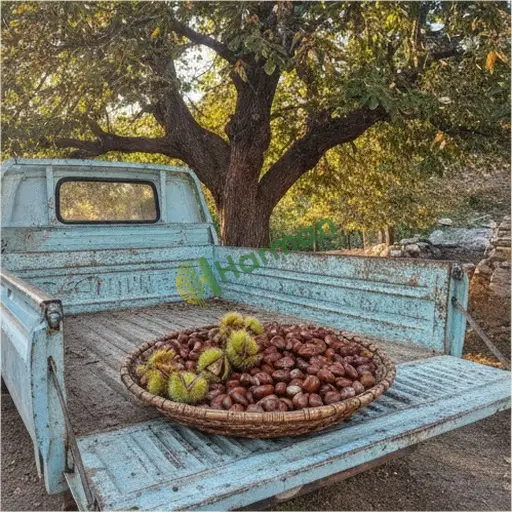Kestane Aranan / Muğla Dalaman