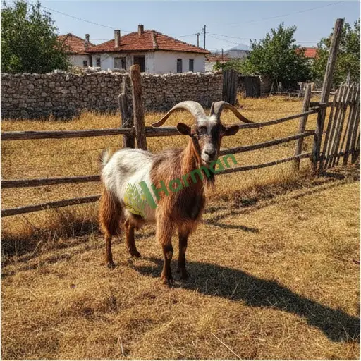 Balıkesir Susurluk Kil keçi alınır