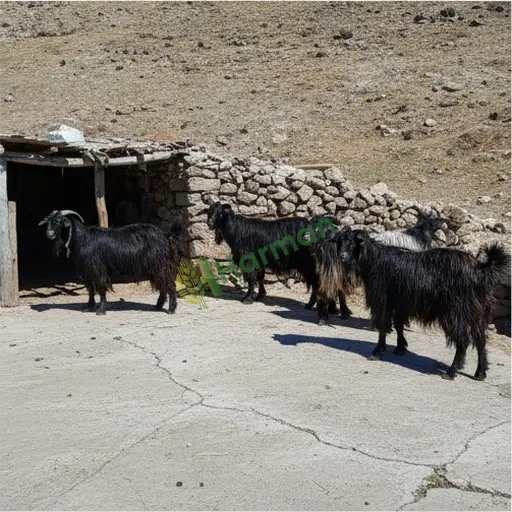 Damızlık kıl keçisi satılır - Tunceli Merkez