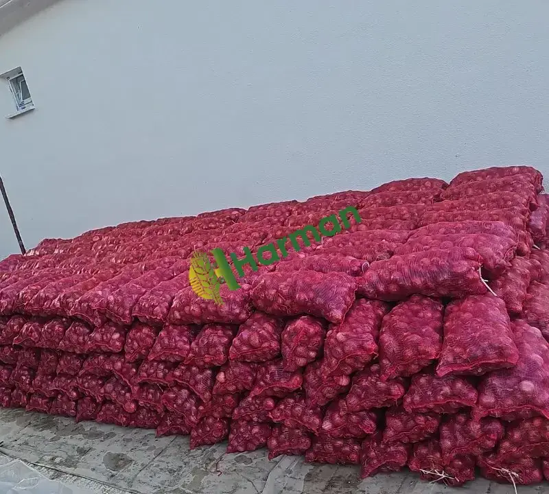 Kılıçlar ata tohumu mor sağon