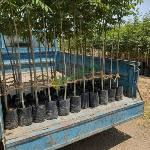 Kilis Elbeyli'de 190 kg dişbudak fidanı alıcısıyım