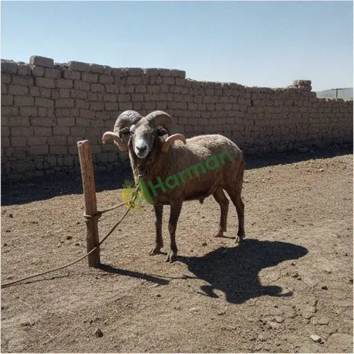 Kilis Merkez'de damızlık koç alınır