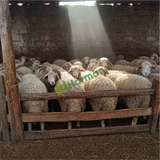 Kilis Polateli'de besilik koyun satılır