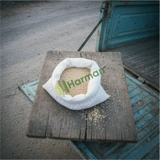 Kahramanmaraş Onikişubat'ta kinoa tohumu yerinden alınır