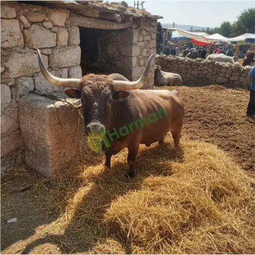 Kayseri Akkışla'da damızlık boğa kiraya verilir
