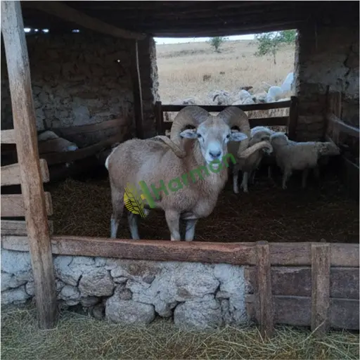 Samsun Ayvacık'ta damızlık koç kiraya verilir