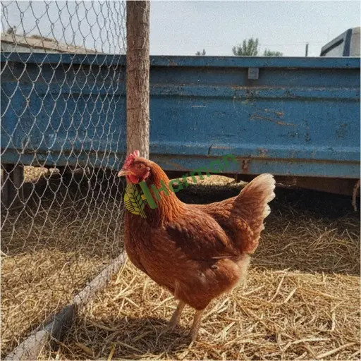 Tunceli Merkez damızlık tavuk satılır