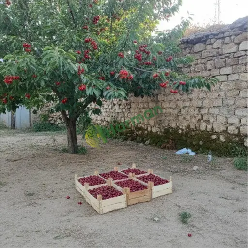 Aydın Yenipazar'da kiraz alıcısıyım