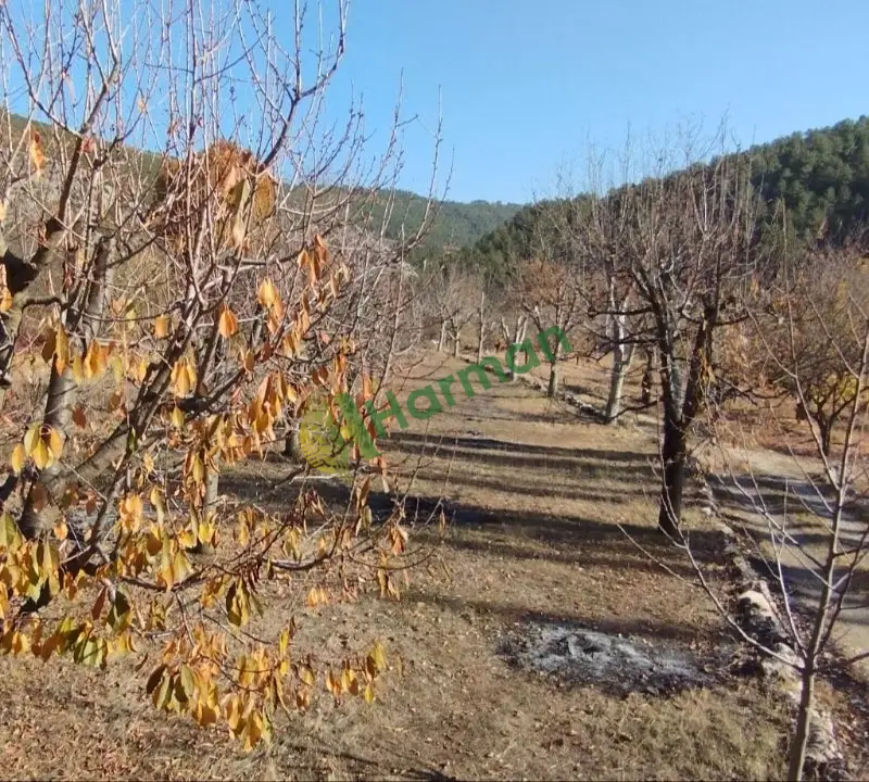 kiraz bahçesi satılık