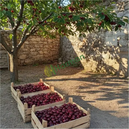 Adıyaman Besni'de kiraz alıyorum
