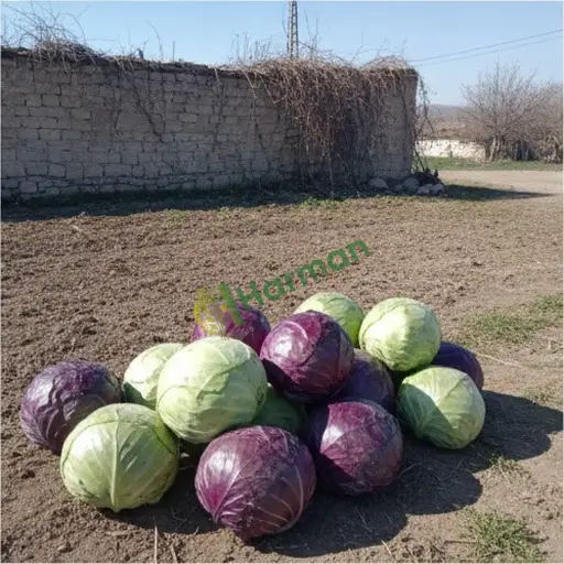 Kırıkkale'de beyaz lahana satıyorum