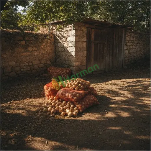 Kırıkkale Sulakyurt kuru soğan alınır