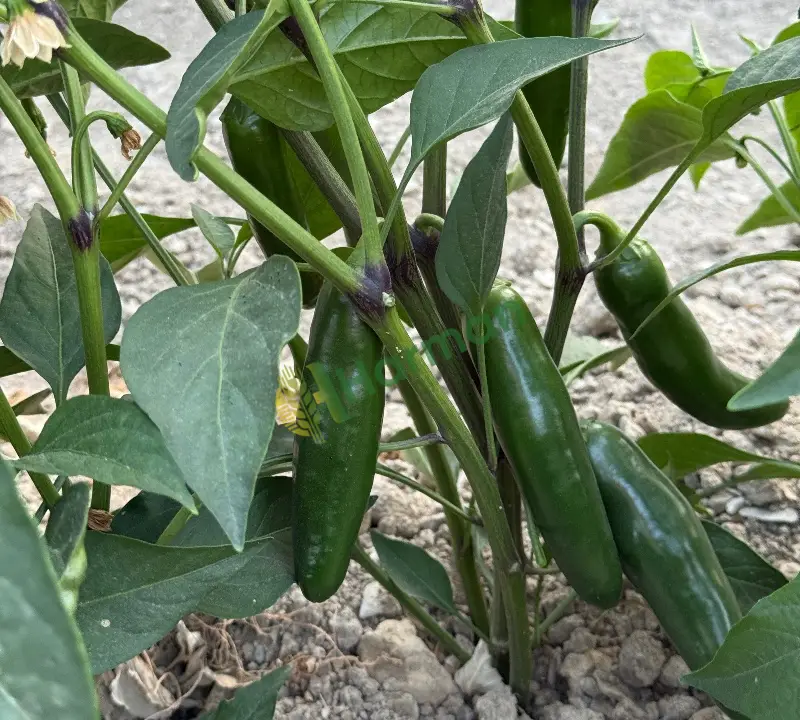 kirima hazir jalapone