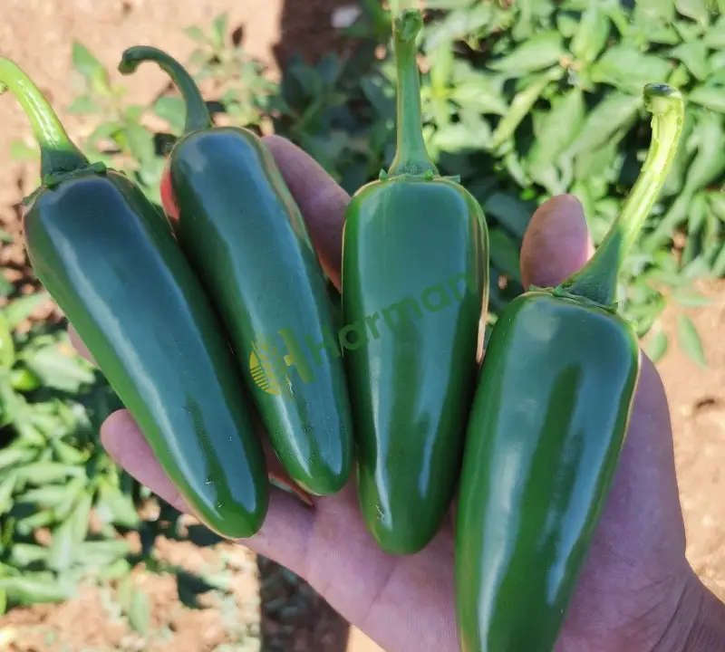 kirima hazir jalapone