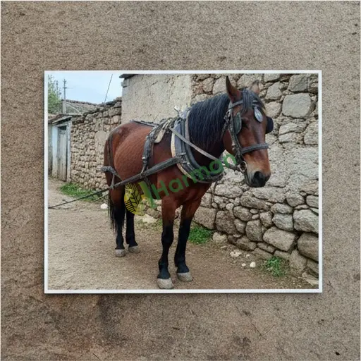 Kırklareli Pehlivanköy'de iş atı alınır