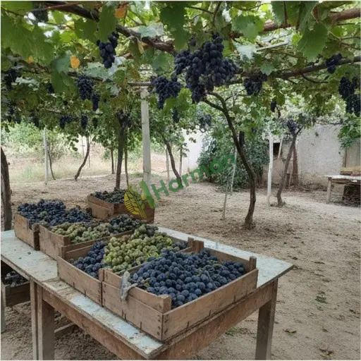 Aranan Sofralık Üzüm - Kırklareli Lüleburgaz