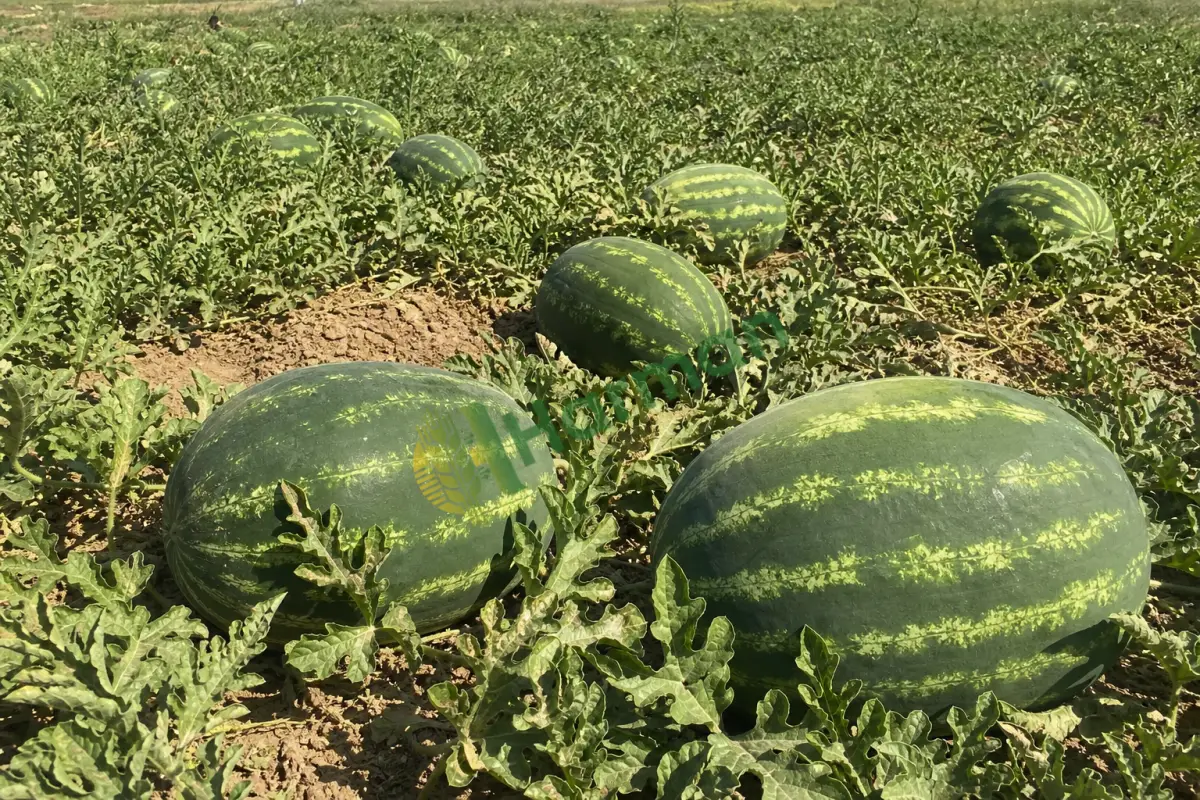 Kırmızı karpuz
