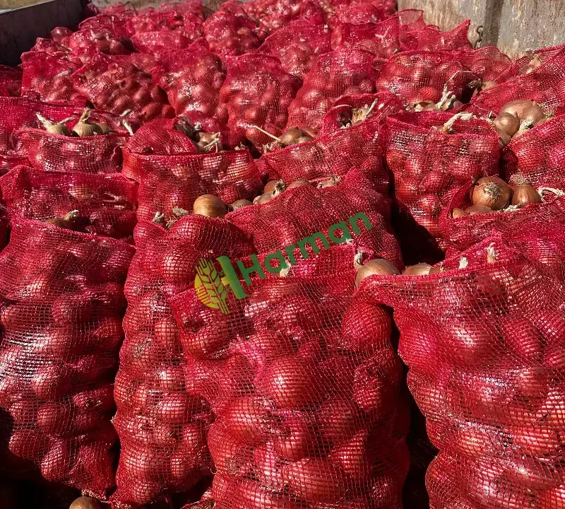 Kırmızı Kışlık Tekirdağ Soğanı