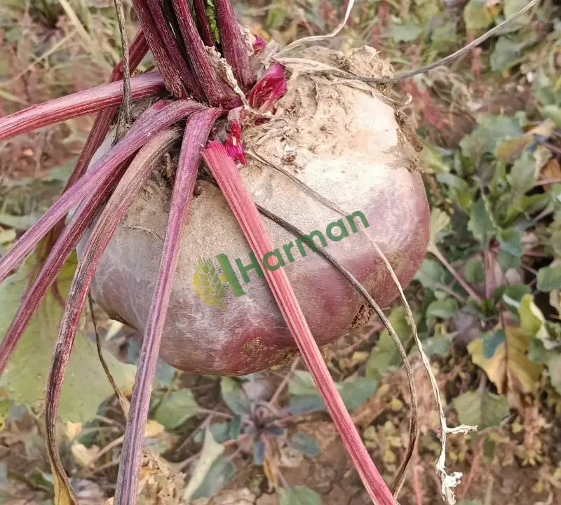 Kırmızı pancar