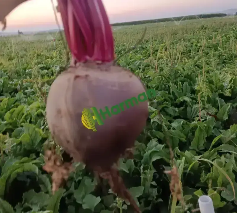 Kırmızı pancar 🫜