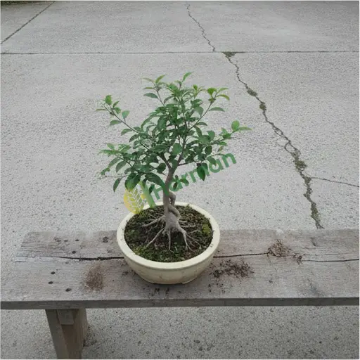 Kırşehir Mucur'da Ficus Bonsai alınır