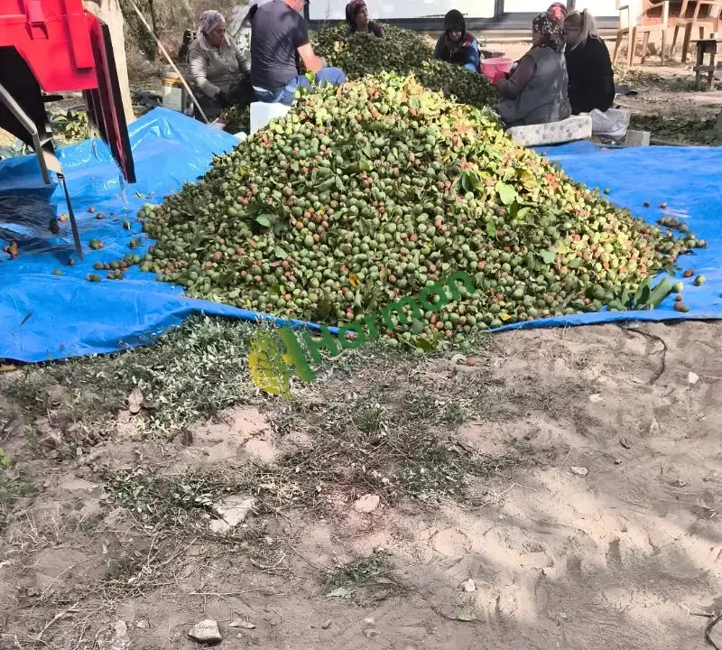 Kırşehir kaman cevizi