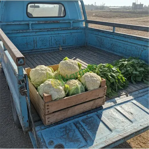 Aranan Kanola - Kırşehir Akçakent