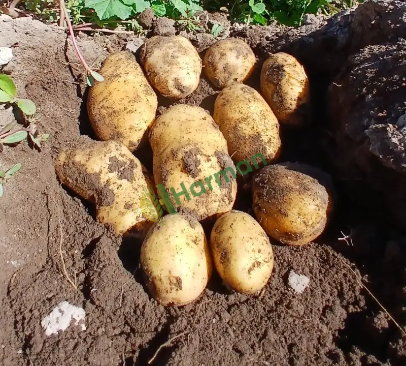 Kışlık agira patates