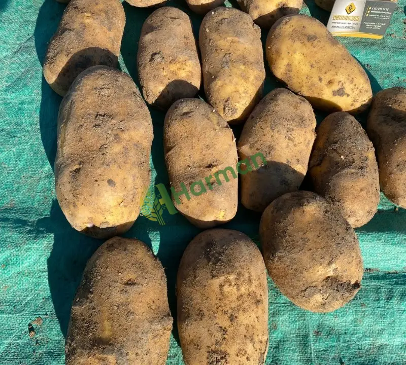 Kışlık Agria Afyon