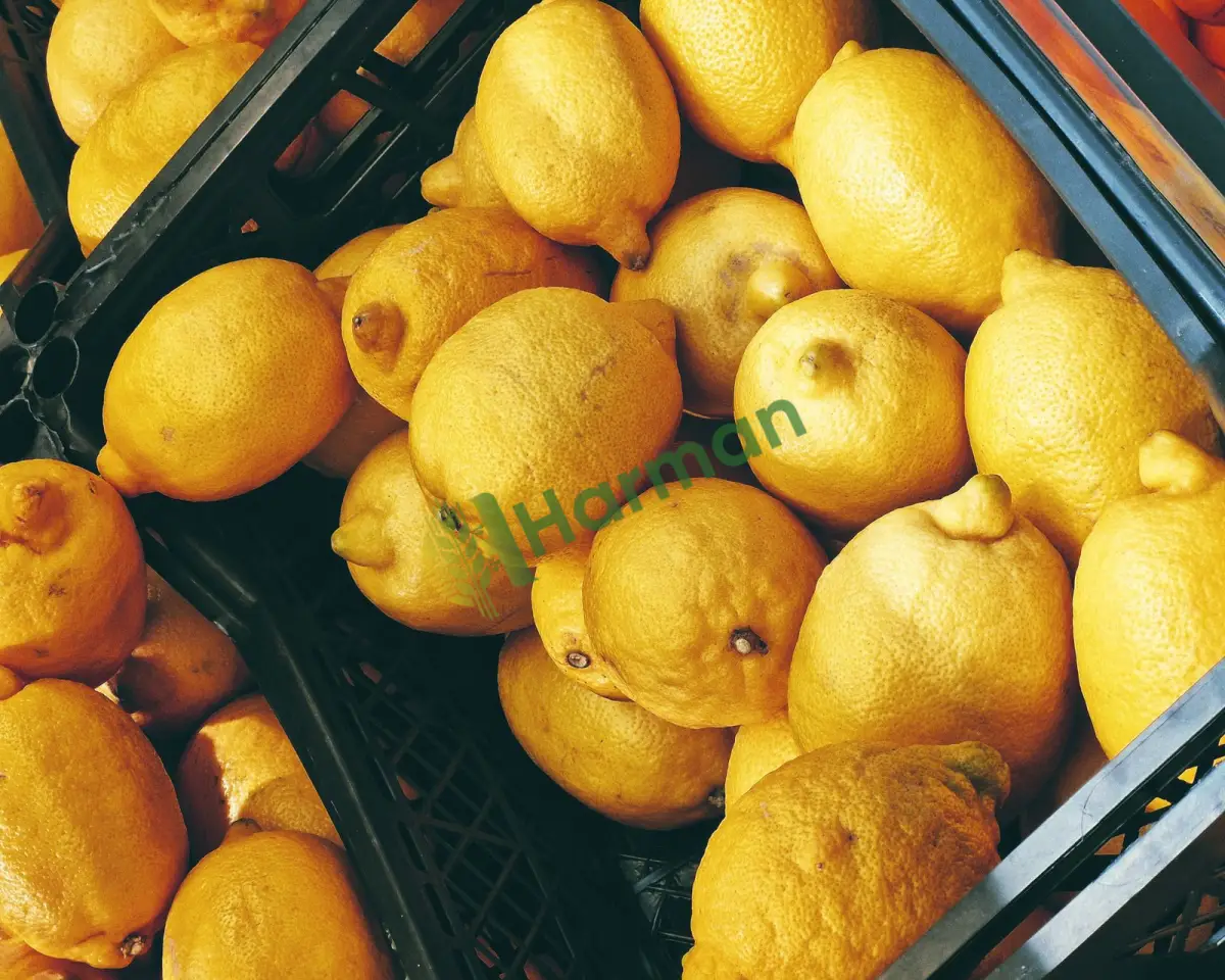 Kışlık depolamaya uygun sert limon, satılık -Batman Gercüş
