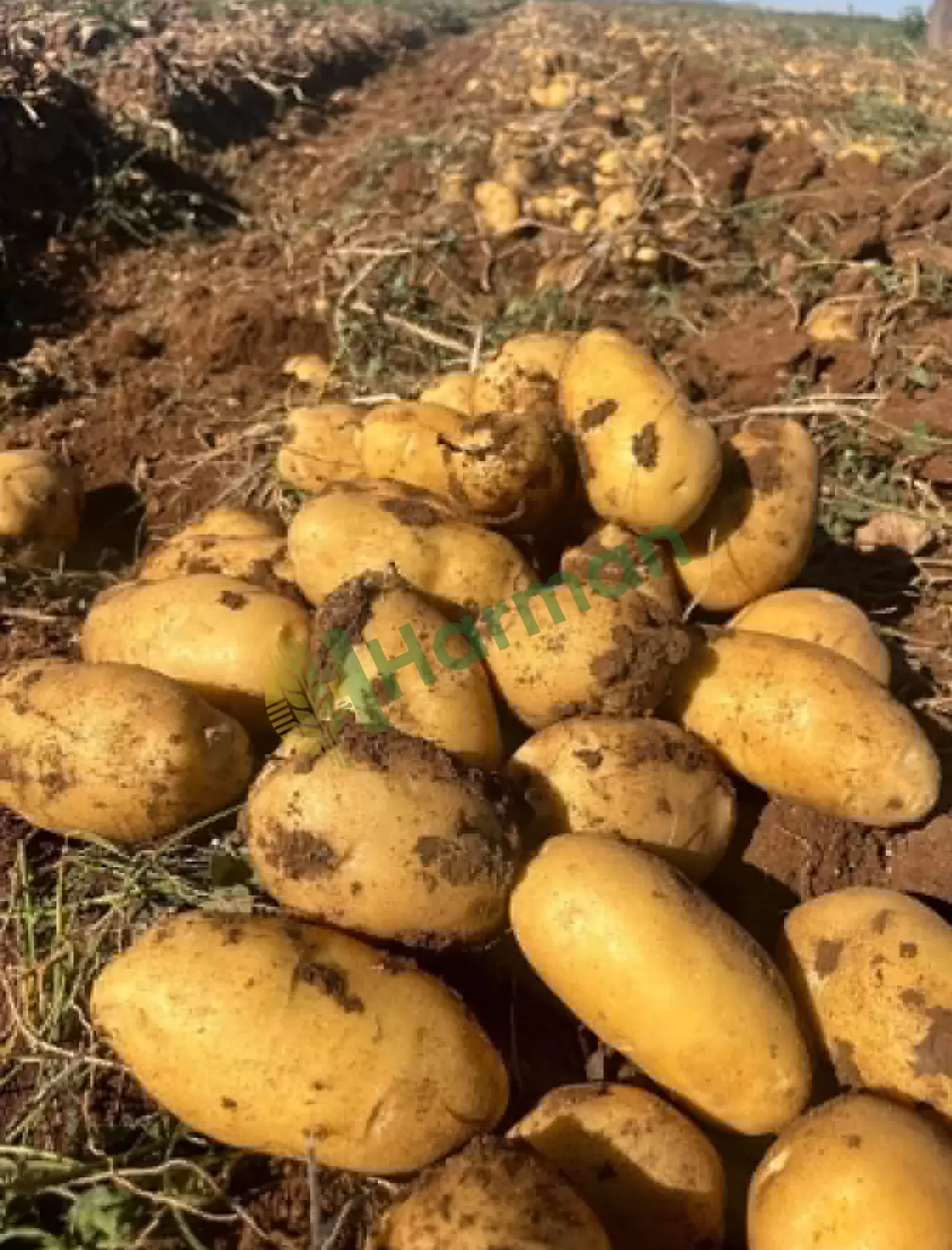 Kışlık Jeliy Patates