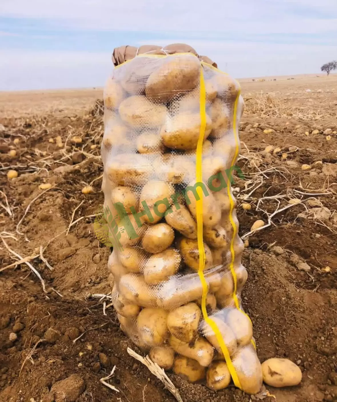 Kışlık Jeliy Patates