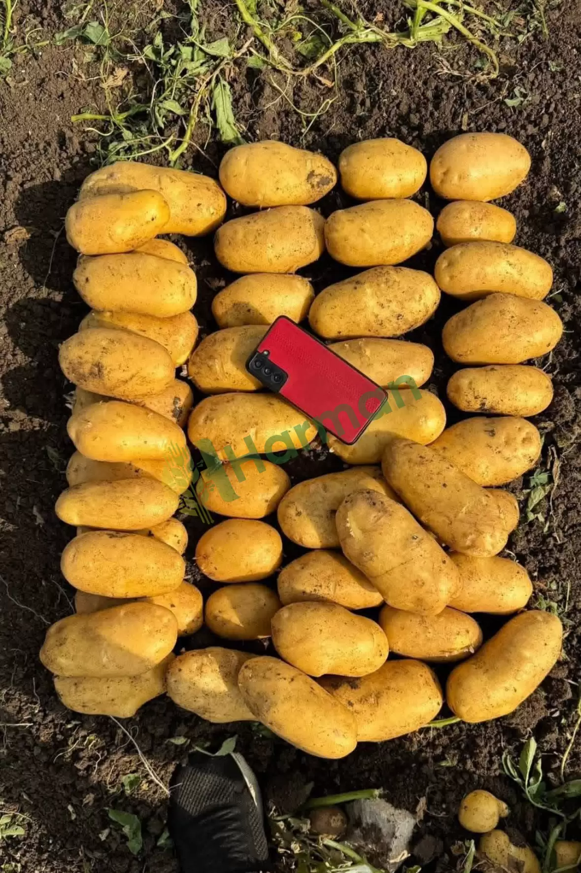 Kışlık Jeliy Patates