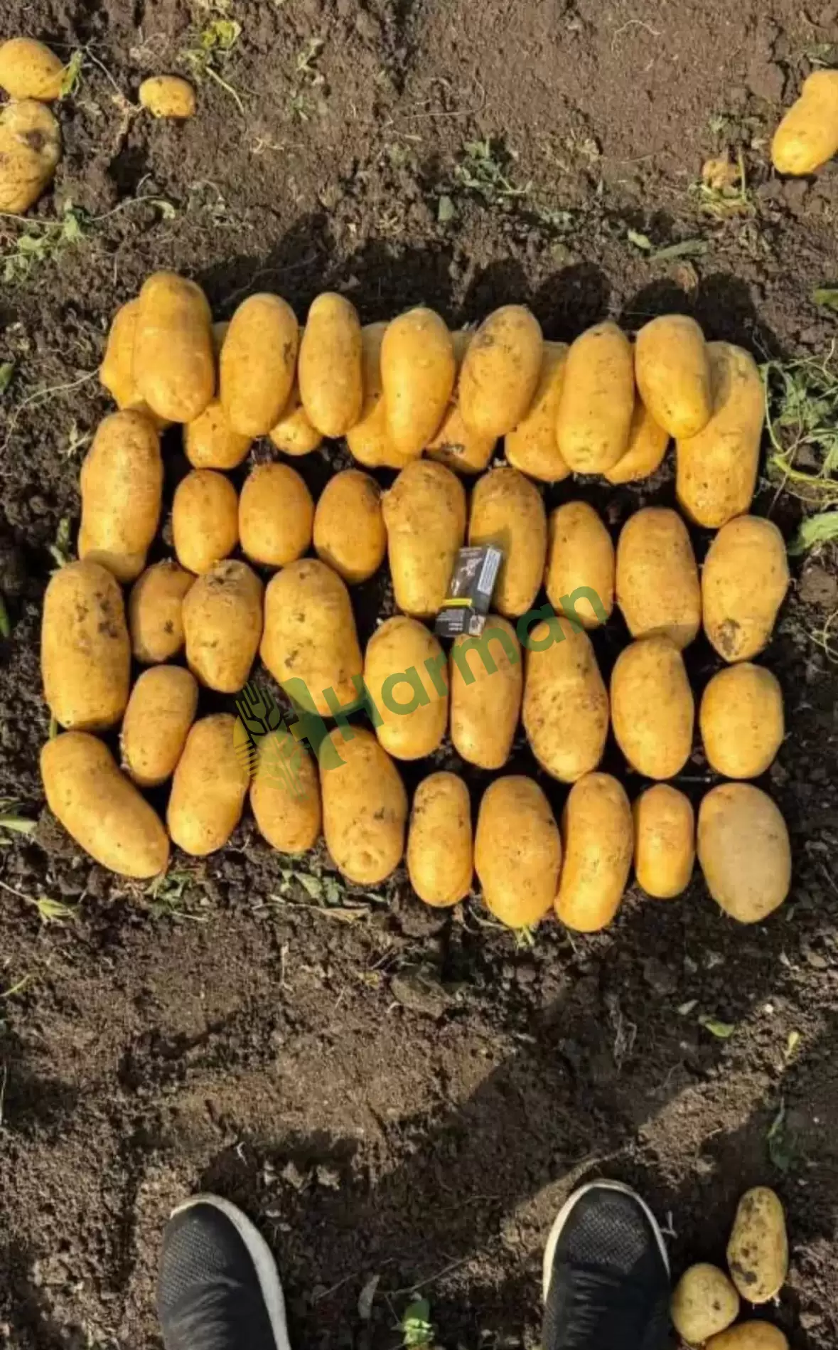 Kışlık Jeliy Patates