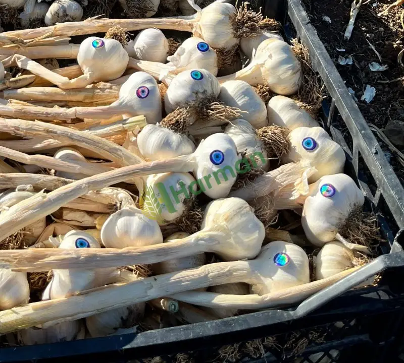 Kışlık kuru sarımsak