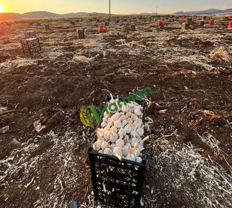 Kışlık kuru sarımsak