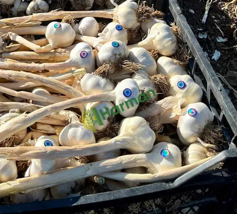 Kışlık kuru sarımsak