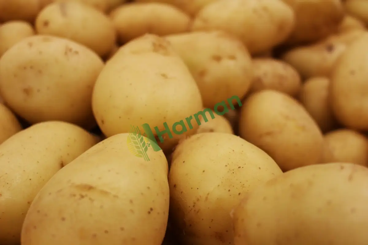 Kışlık patates, dökme ambar malı satılık -  - Hatay İskenderun