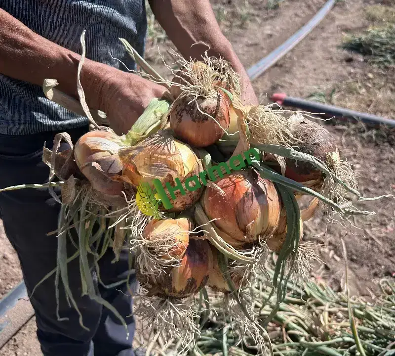 Kışlık Soğan