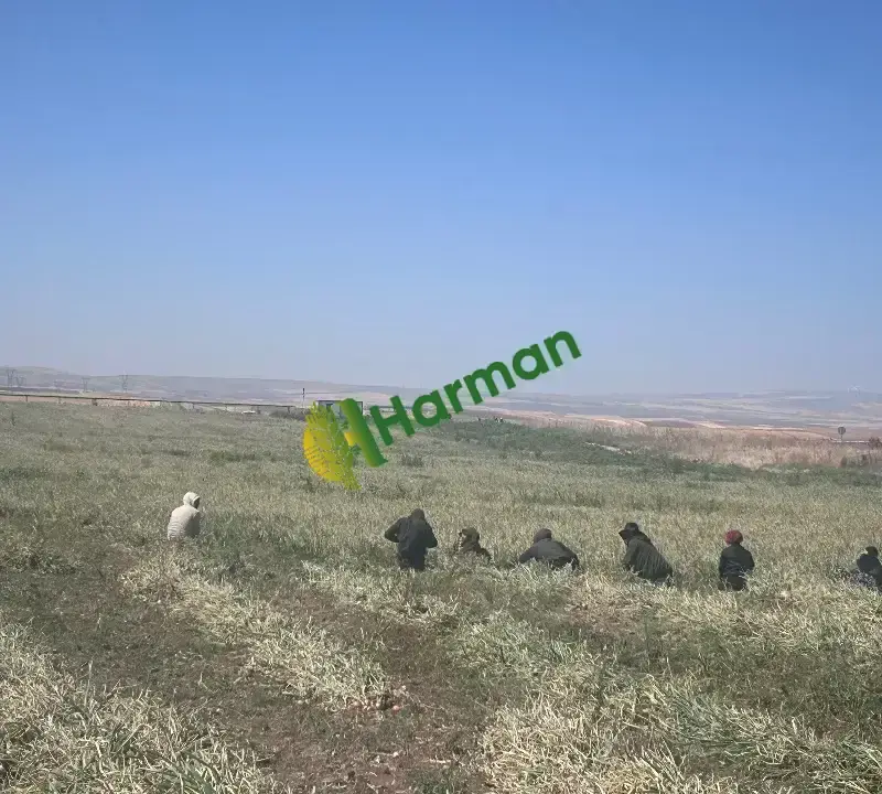 Kışlık Soğan
