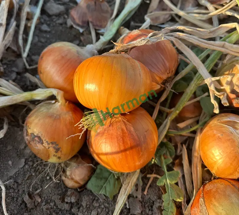 Kışlık soğan