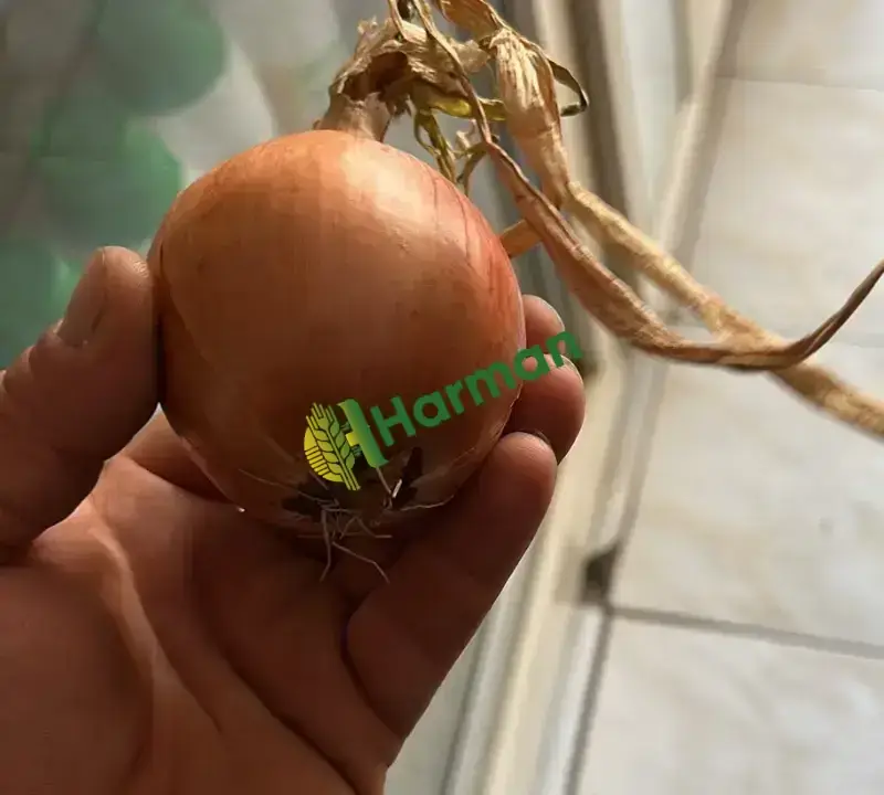 Kışlık takoz endefor soğan