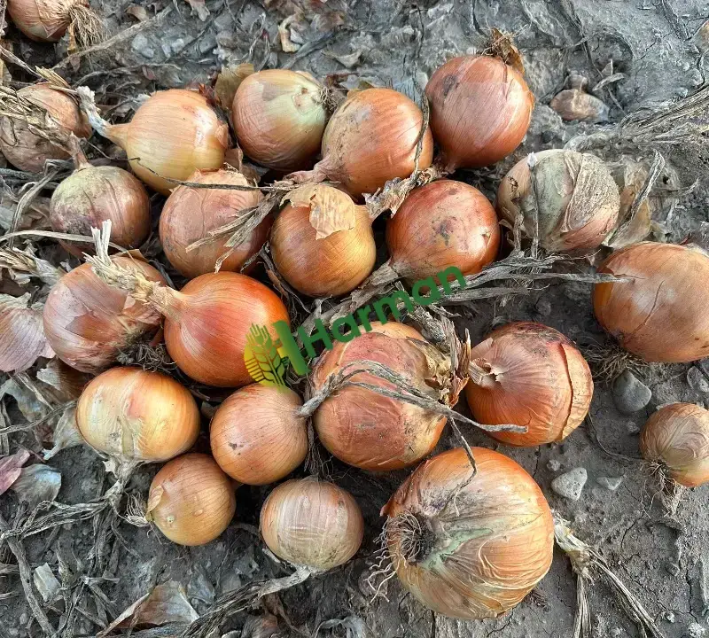 Kışlık takoz endefor soğan