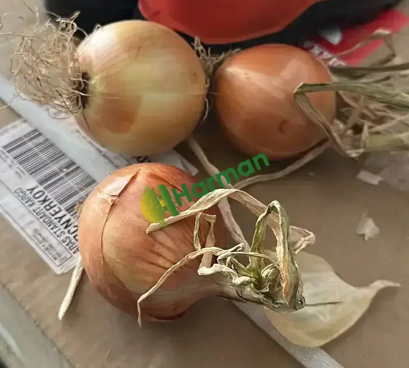 Kışlık takoz endefor soğan