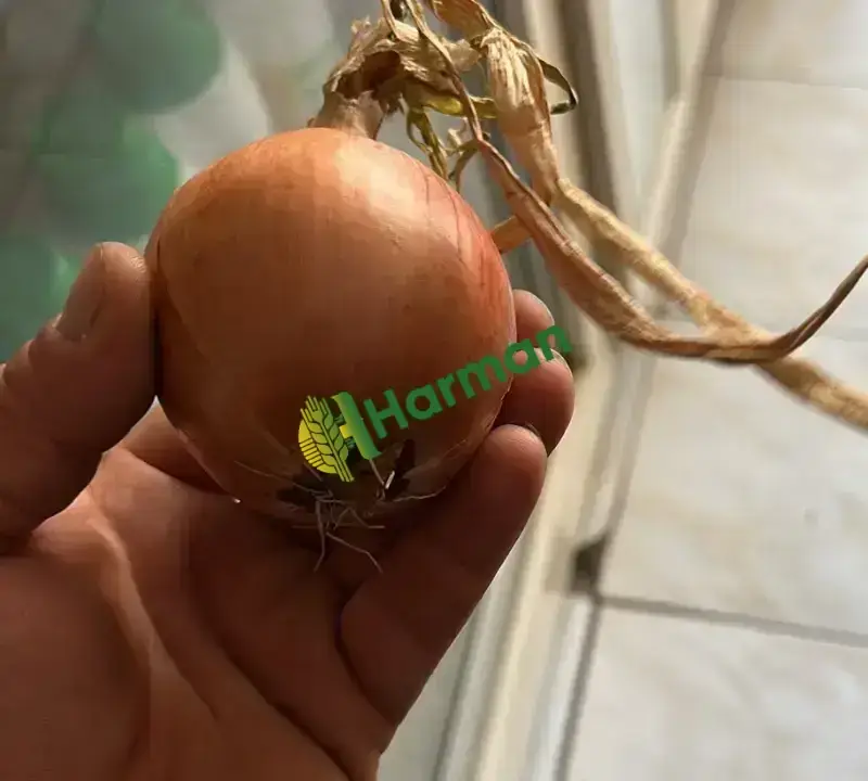 Kışlık takoz endefor soğan