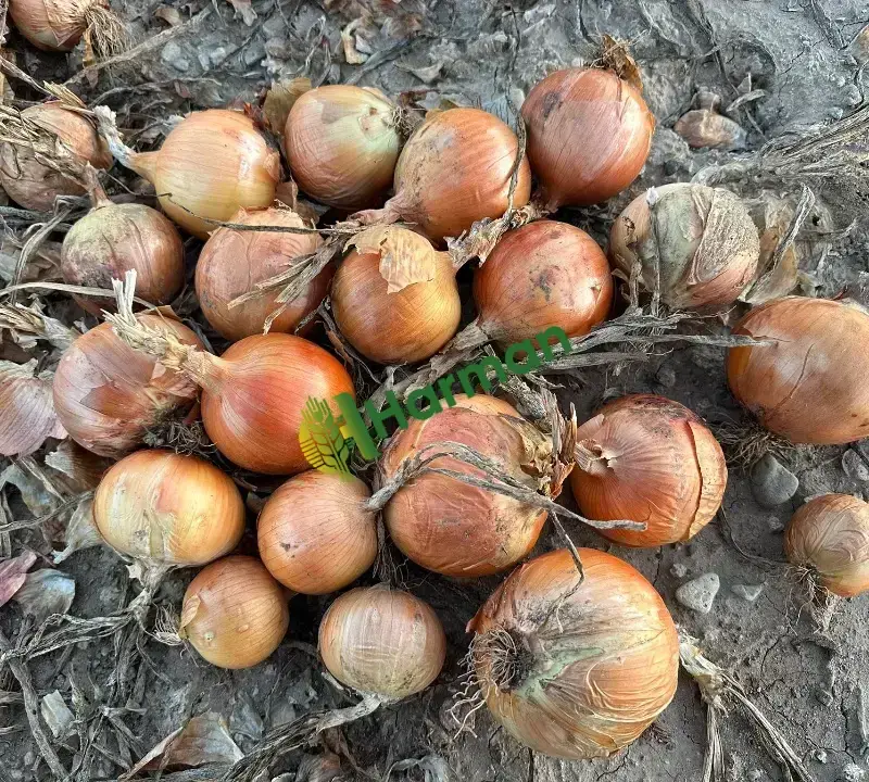 Kışlık takoz endefor soğan