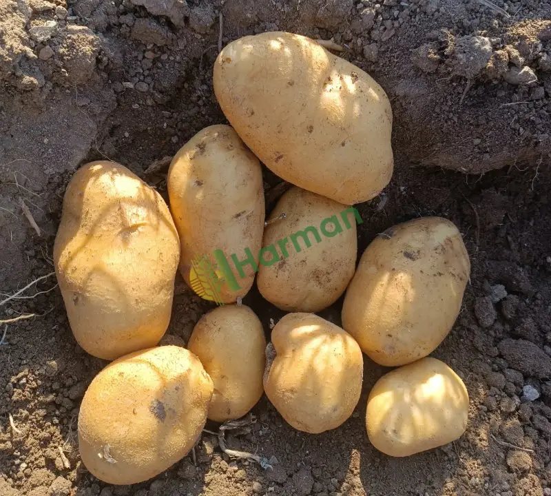 Kışlık taze patates