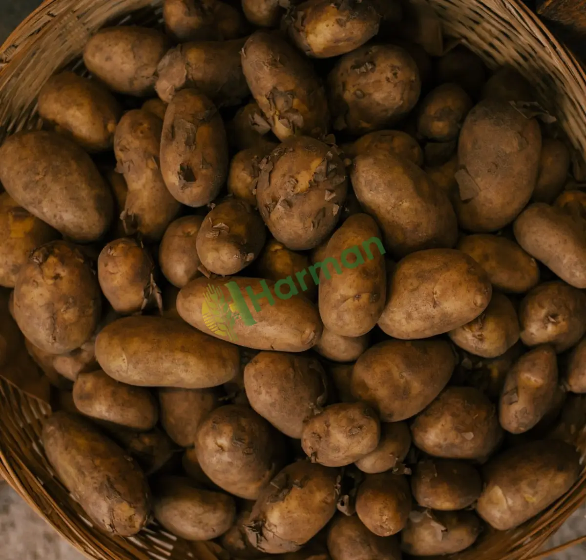 Kızartmalık patates, çıtır kararmayan -Ordu Aybastı